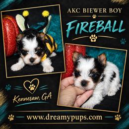 AKC Champion Bloodline Little Fireball - Black tan and white male Biewer Terrier puppy in Kennesaw, Georgia from Dreamy Pups