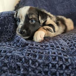 Robin Hood - Blue merle male Australian Shepherd puppy in Wrightsville, Georgia from Wild Magnolia Farms Aussies