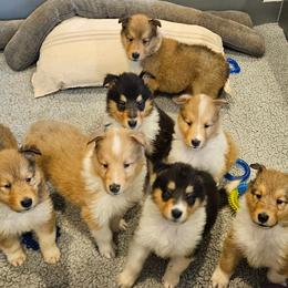 Collie puppies from Chivalry Hill Collies