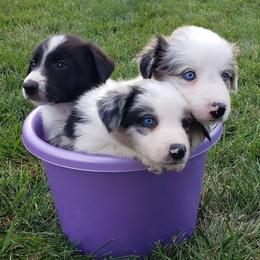 Border Collie Puppies from Supernova Border Collies
