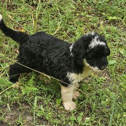 Hope-born on Memorial Day - Black and white female Sheepadoodle puppy in Falls Creek, Pennsylvania from By Well Kennels
