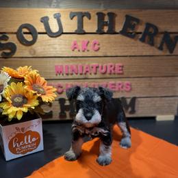 Miniature Schnauzer Puppies from Southern Charm Miniature Schnauzers