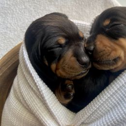 Dachshund Puppies from Little Legs Miniature Dachshunds