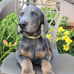 Sir Malgus - Blue and rust male Doberman Pinscher puppy in Chagrin Falls, Ohio from Schloss Velburg Dobermanns