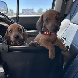 Dachshund Puppies from Harrison Farm