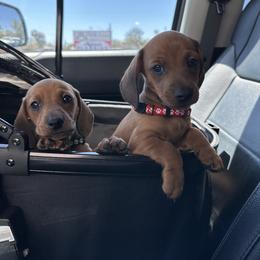 Dachshund Puppies from Harrison Farm