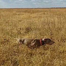 Tracker - Weimaraner