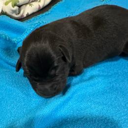 Boy 2 - Black male Labrador Retriever puppy in Conroe, Texas from XOM Retrievers