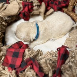 Teal Collar - Light golden male Golden Retriever puppy in Stedman, North Carolina from Wise-Taylor Goldens