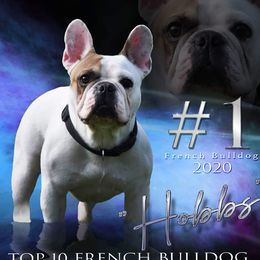 Hobb's - French Bulldog