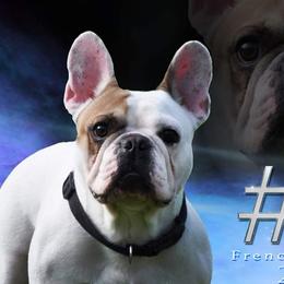 Hobb's - French Bulldog