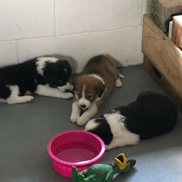 Border Collie Puppies from Oddity Kennels