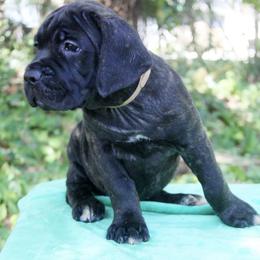 Girl 1 - female Cane Corso puppy in Saint Cloud, Florida from Harlow Cane Corso