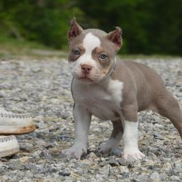 Bubble Gum - American Bully puppy in Nashville, Tennessee from SimplyBullies