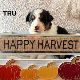 Tru - Black tri-color female Australian Shepherd puppy in Plympton, Massachusetts from Silverchip Aussies