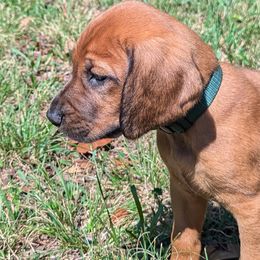 Shamrock  (dark green collar) - Redbone Coonhound puppy from Cedar Forest Redbones