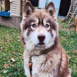 Nova - Siberian Husky