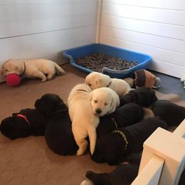 Labrador Retriever Puppies from Colindy Labradors