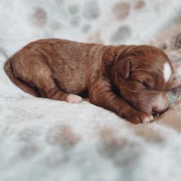 Riley - Red  female Goldendoodle puppy in Austin, Texas from Cedarcrest Goldendoodles