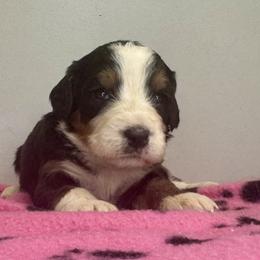 Sophie Girl 5 - Tri-color female Bernedoodle puppy in Russiaville, Indiana from Pleasant Creek Minibernedoodles