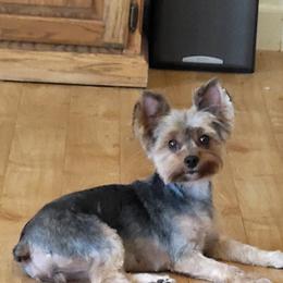 Willow - Yorkshire Terrier