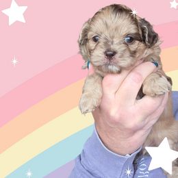 Dimples - Merle female Shihpoo puppy in Delphos, Ohio from Route 66 Poodles & Doodles, Sapphire Shih-tzu's of Ohio