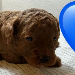 Everett - Red  male Poodle puppy in Mineral Wells, Texas from S.H.A.R.P.’s Toy Poodles