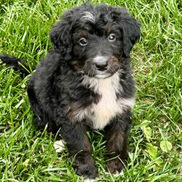 Sophie Boy 4 - Black and white male Bernedoodle puppy in Russiaville, Indiana from Pleasant Creek Minibernedoodles