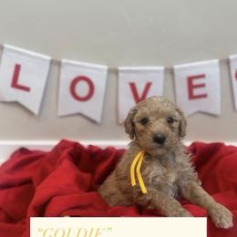 Goldie - Apricot female Poodle puppy in Salt Lake City, Utah from Premier Paws