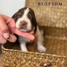 Blossom - Liver white and tan female English Springer Spaniel puppy in Brownsville, Texas from South Texas Springers