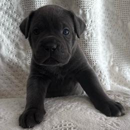 Comet - Gray female Cane Corso puppy in Utah from 3Lake Kennelz