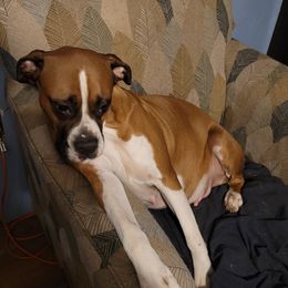 Autumn - Boxer