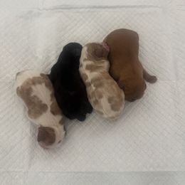 Cavalier King Charles Spaniel Puppies from M&J Cavaliers