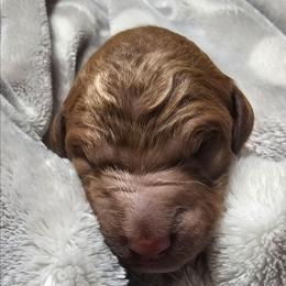 PEANUT - Red  male Goldendoodle puppy in Harris County, Texas from Cute & Curly Doodles