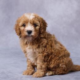 Emma - Red female Cavapoo puppy in Apple Creek, Ohio from Grandeur Valley Puppies