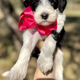 Bernedoodle Puppies from Sweet Pea Bernedoodles