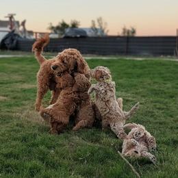 Double Doodle and Goldendoodle Puppies from Big Red Paw Doodles