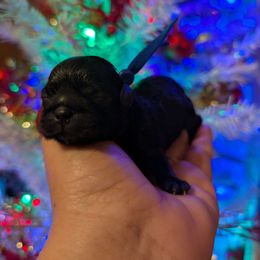 Phillip - Black male Shih Tzu puppy in Claxton, Georgia from Small Pawz Shih tzu