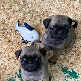 Pugs from South Shore Pugs