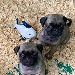 Pugs from South Shore Pugs