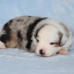 Austin - Blue merle male Miniature Australian Shepherd puppy in Circleville, Utah from Canyon Creek Aussies