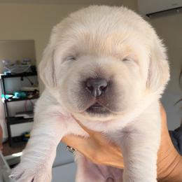 Teal - Champagne female Dilute Retriever puppy in Orangevale, California from NorCal Silver & Coal Labradors