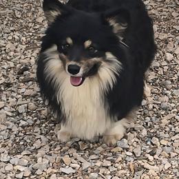 Brinks - Pembroke Welsh Corgi