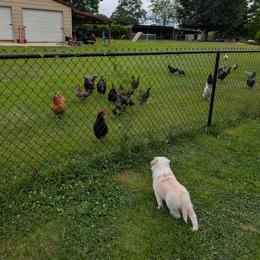 Border Collie Puppies from Double4farms