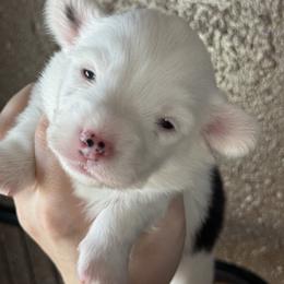 Pembroke Welsh Corgi Puppies from Hayday Ranch Corgis