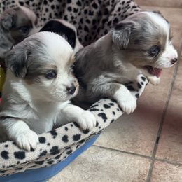 Miniature Australian Shepherd Puppies from Diamond R Aussies