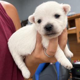 Girl 3 - White female West Highland White Terrier puppy in Mcneal, Arizona from Olympian Westie’s!