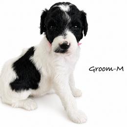 Groom - Parti male Poodle puppy in Greenwich, New York from MizzElle’s Standard Poodles