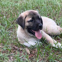 Carter - Fawn male Anatolian Shepherd Dog puppy in Avon Park, Florida from Sandy Pines Homestead