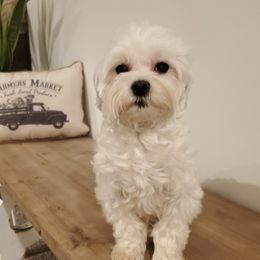 Maltese from Magnificent Maltese